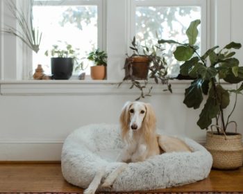 honden-eigenaars om hun huis proper en ordelijker te houden