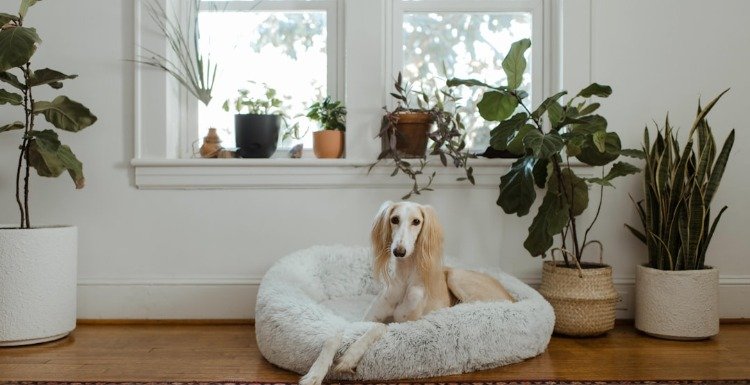 honden-eigenaars om hun huis proper en ordelijker te houden